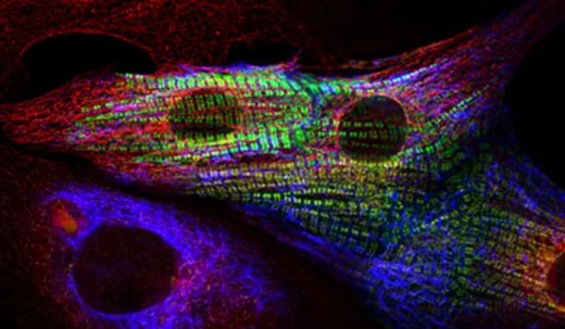 JIR guide to multiple labeling with secondary antibodies